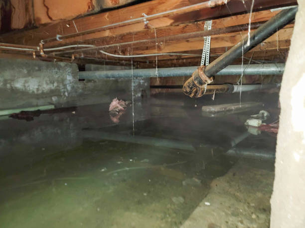 Best Water damage contractors near me  in Lexington, OH